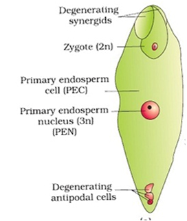 Embryo Sac In Plants - Plant Embryo Sac Diagram - Pictures, Photos ...