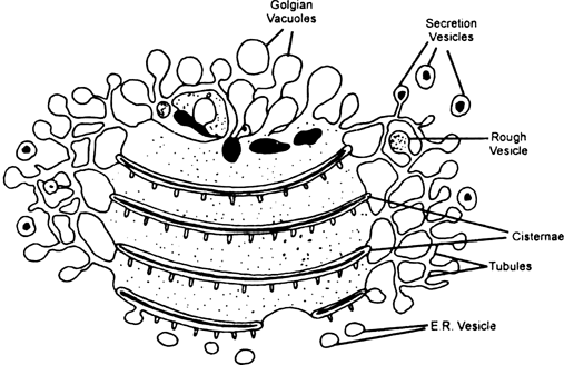  Describe discovery, occurrence, shape and structure of Golgi complex.