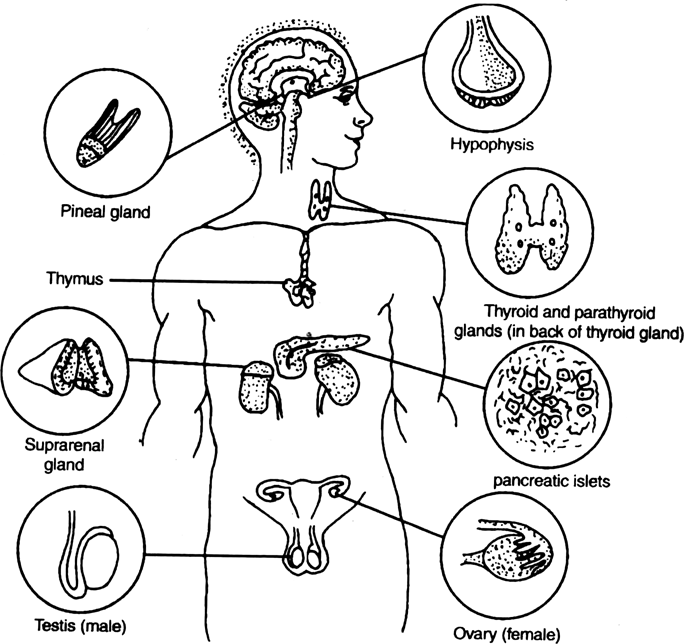 Diagrammatically indicate the location of the various endocrineglands in our body.