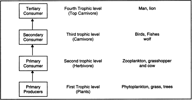 Give A Diagrammatic Representation Of Trophic Levels In An Ecosystem ...