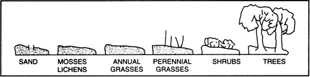 ecological-succession-on-bare-rock-the-ecological-succession-in-a-pond-and-on-a-bare-rock