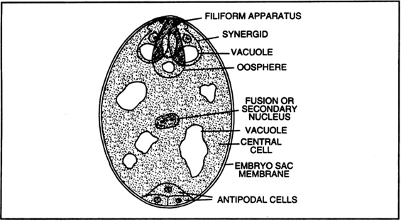 Draw a schematic labelled diagram of fertilized embryo sac showing ...