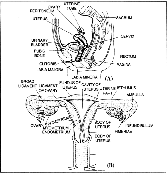 Aggregate more than 75 female reproductive system sketch best - seven ...