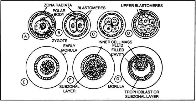 How is morula formed? from Biology Human Reproduction Class 12 ...