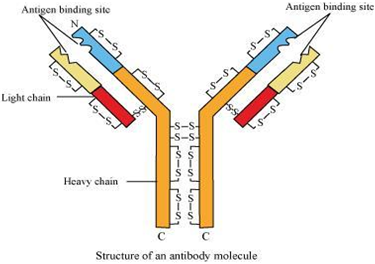 Draw a well-labelled diagram of an antibody molecule ...