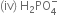 left parenthesis iv right parenthesis space straight H subscript 2 PO subscript 4 superscript minus