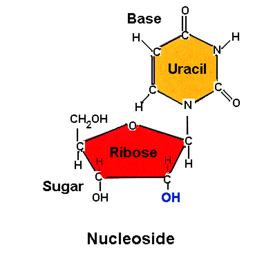 structure of nucleoside