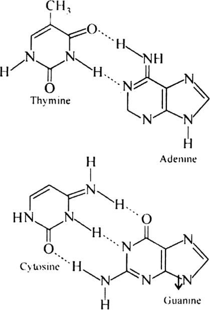 hydrogen bonds between thymine and adenine