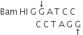 Bam space HI space straight G space straight G with downwards arrow on top space straight A space straight T space straight C space straight C space
space space space space space space space space space space space space space space space space space straight C space straight C space straight T space straight A space straight G space straight G with upwards arrow below space