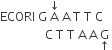 ECORI space straight G space straight A with downwards arrow on top space straight A space straight T space straight T space straight C space
space space space space space space space space space space space space space space space straight C space straight T space straight T space straight A space straight A space straight G with upwards arrow below space