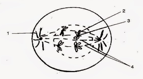 mitosis stages diagram black and white