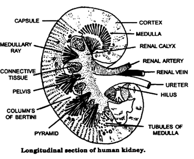 labelled diagram of the longitudinal section of the human kidney