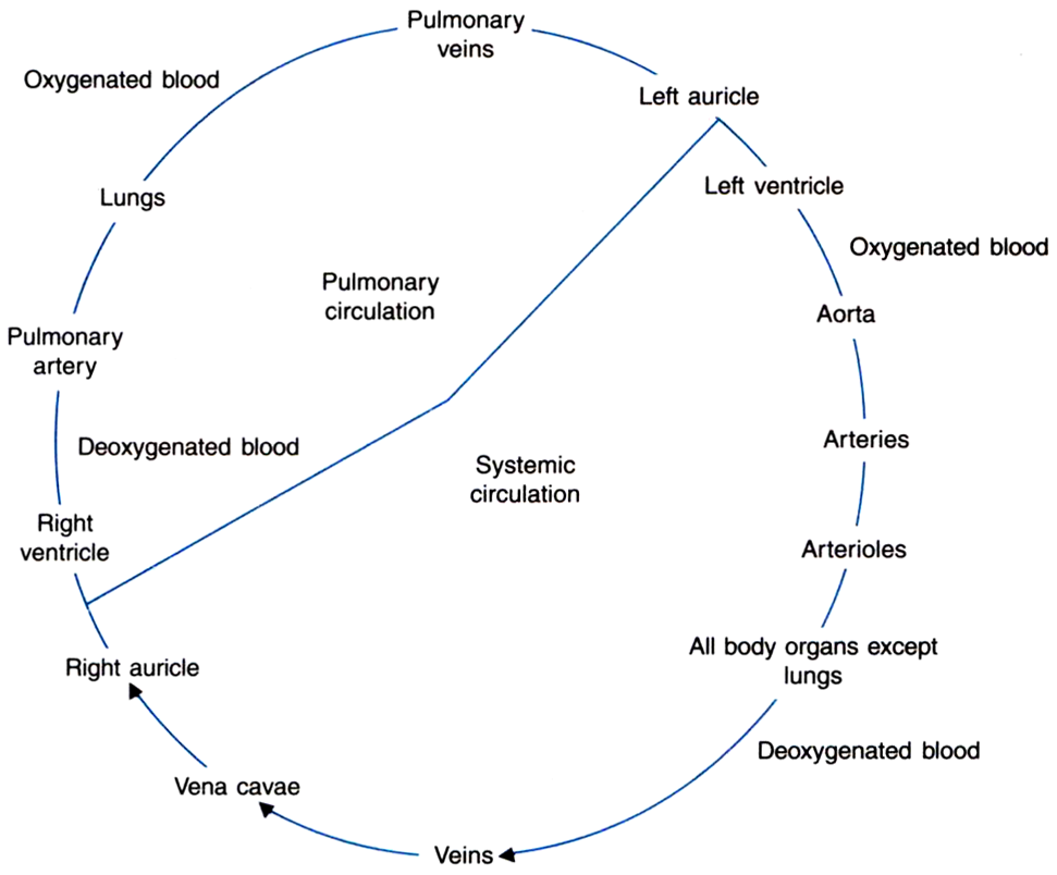 Double Circulation Flow Chart A Visual Reference Of Charts Chart Master