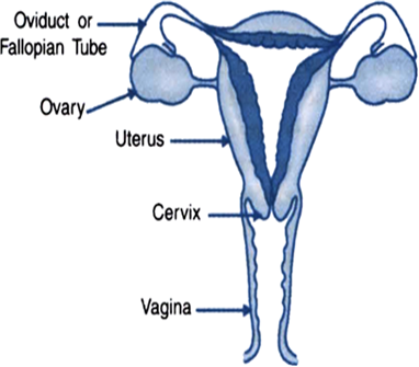 Female Reproductive System Diagram Class 10 / How To Draw Female ...