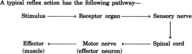 
Pathway of the reflex action: Suppose a pin is pricked suddenly in th