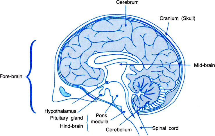 
Fig. Human brain.
