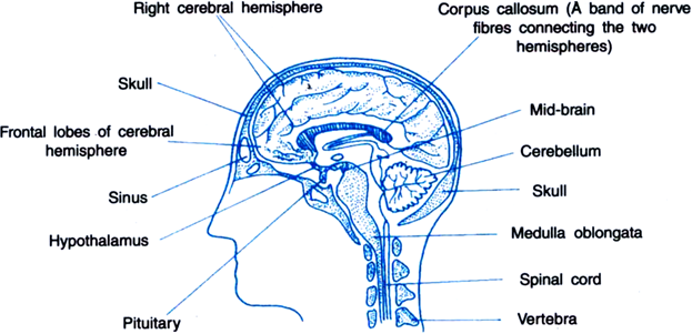 
The three major regions that are distinguished in human brain are:(i)