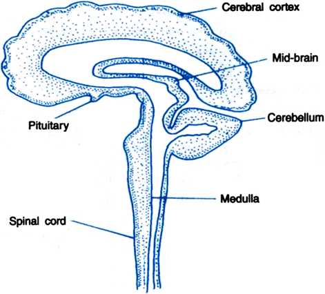 
The three major regions that are distinguished in human brain are:(i)