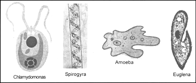 Biology Protista Amoeba Malaria Paramecium Spirogyra Chlamydomonas  Euglena Educational notes  drawings by D G Mackean