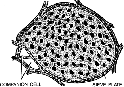 
Structure of Phloem. The main conducting part of the phloem is sieve 