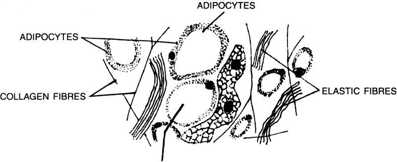 Difference Between Areolar And Adipose Tissue L Areolar Vs Adipose Tissue Images 3354