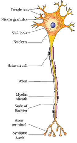 What is nervous tissue? from Science Tissues Class 9 CBSE