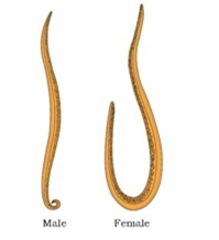 
Phylum Nematoda (Aschelminthes) (round or thread worms)
Main Features
