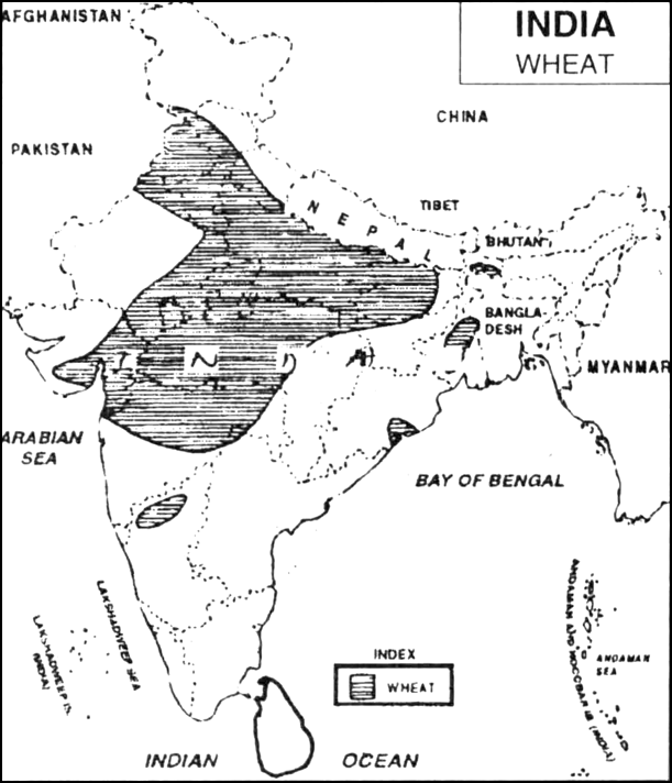 agriculture map of india class 10 Write The Geographical Conditions Required For The Cultivation Of Wheat With The Help Of Outline Map Of India Indicate The Wheat Growing Areas States From Social Science Agriculture Class 10 Cbse agriculture map of india class 10