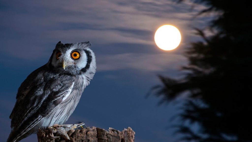Owl Night Vision